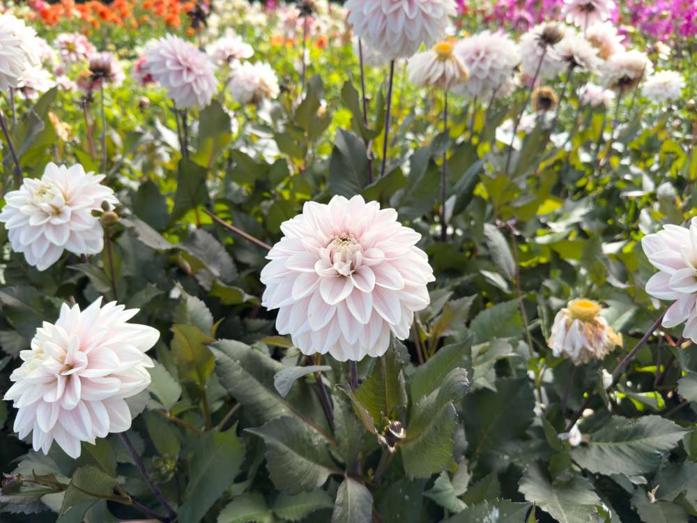 Dahlia 'Candlelight Ivory Blaze'